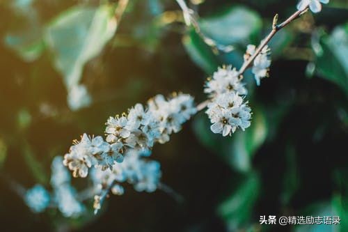 笑对人生的优雅句子（笑着面对人生哲理句子）
