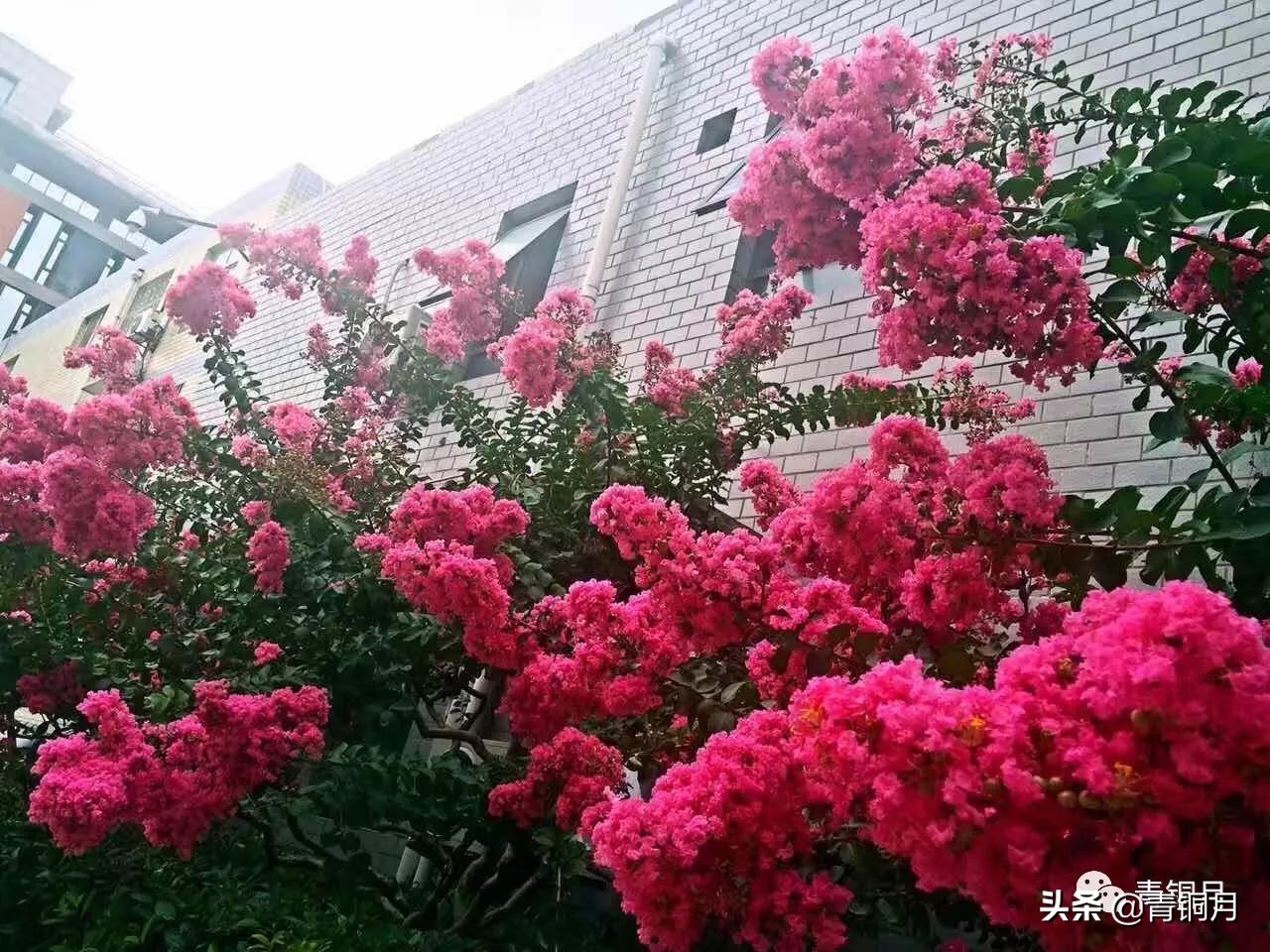林清玄最有名的散文（林清玄美文经典分享）