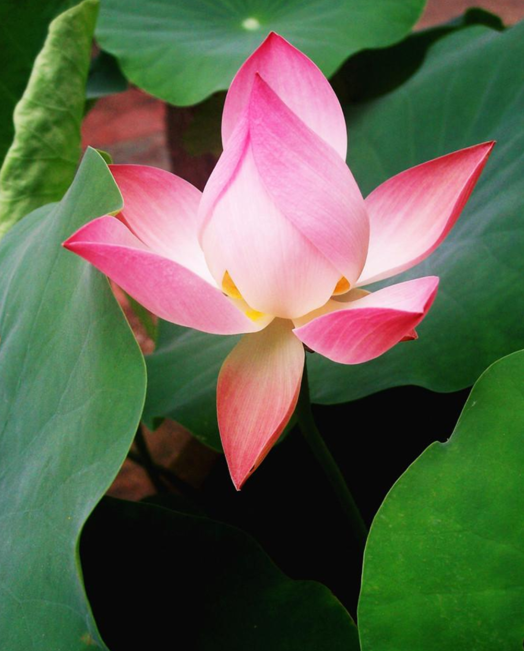 莲花的诗句古诗大全（赞美莲花的诗句古诗）