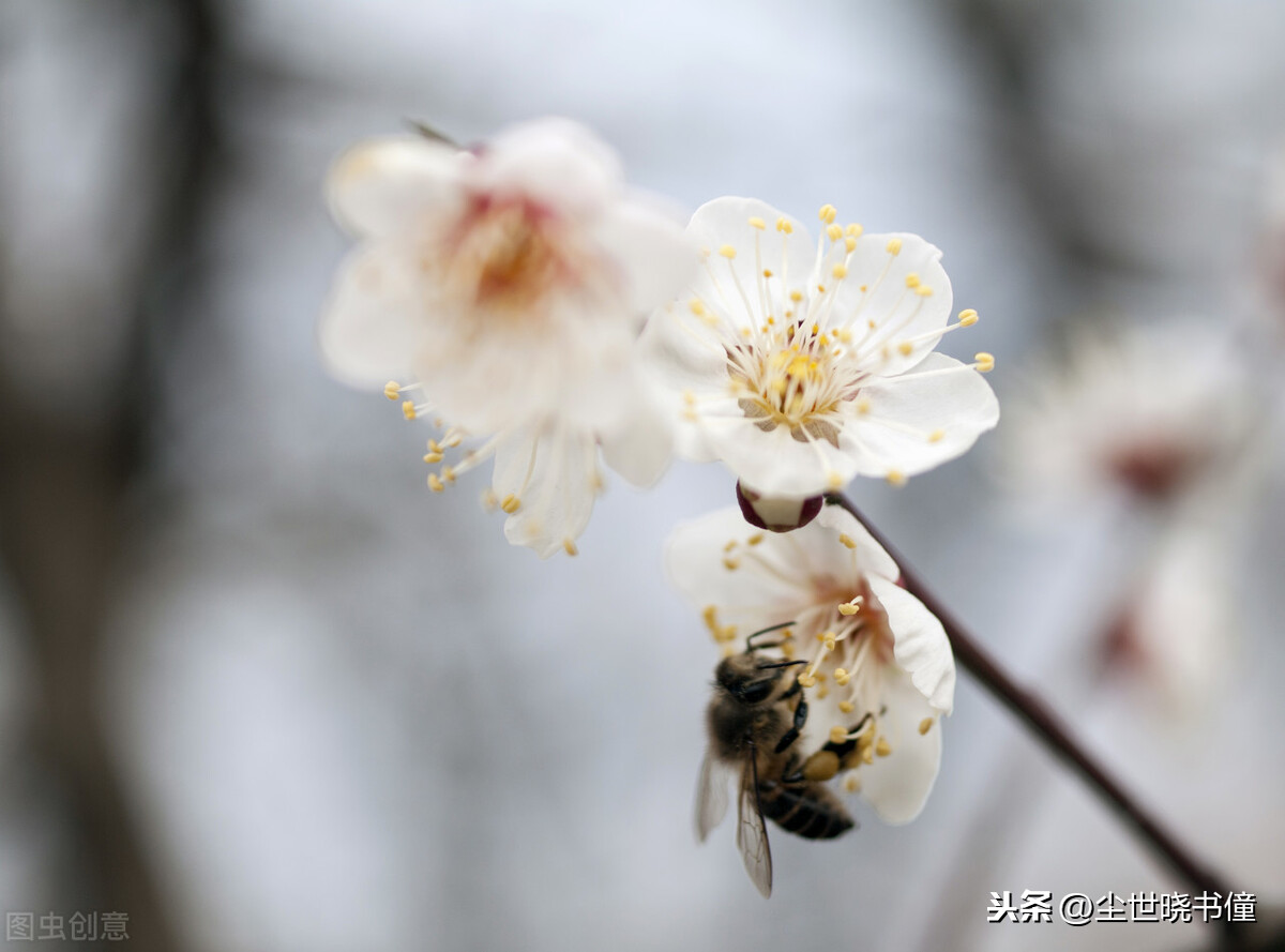 早春古诗白玉蟾的诗（白玉蟾诗词全集）