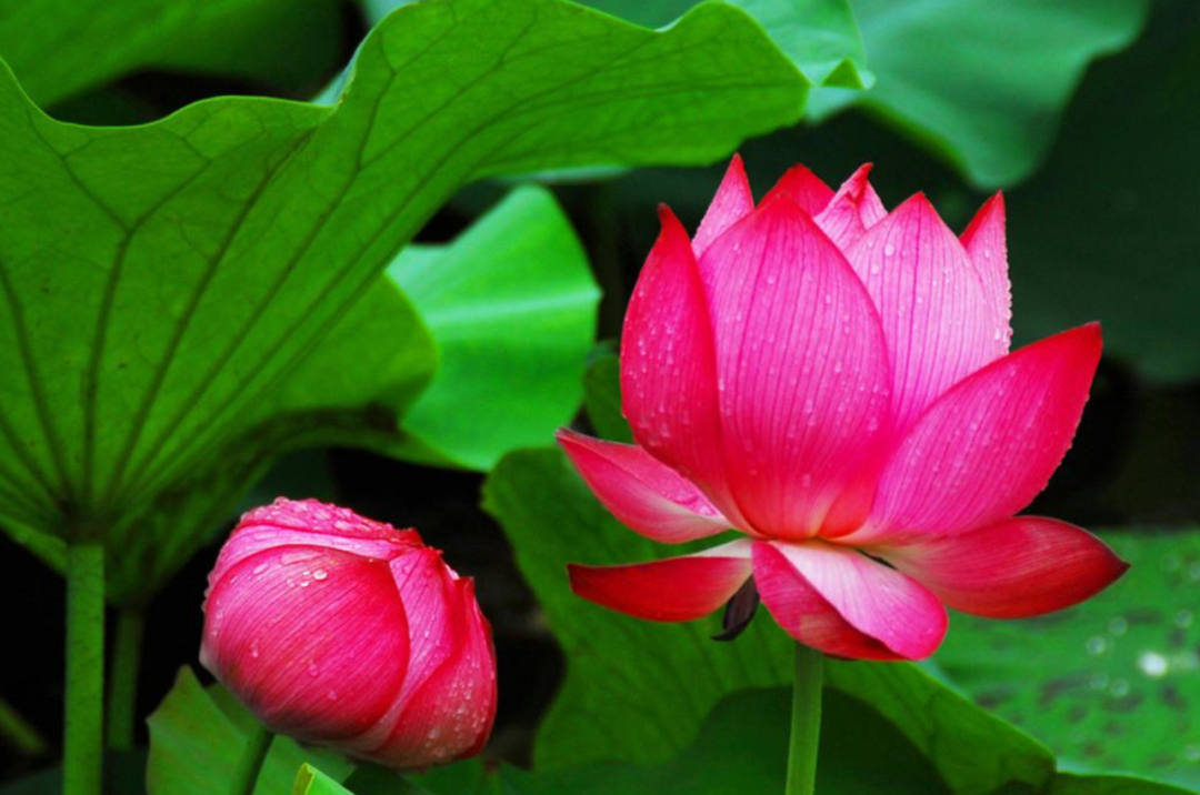 莲花的诗句古诗大全（赞美莲花的诗句古诗）