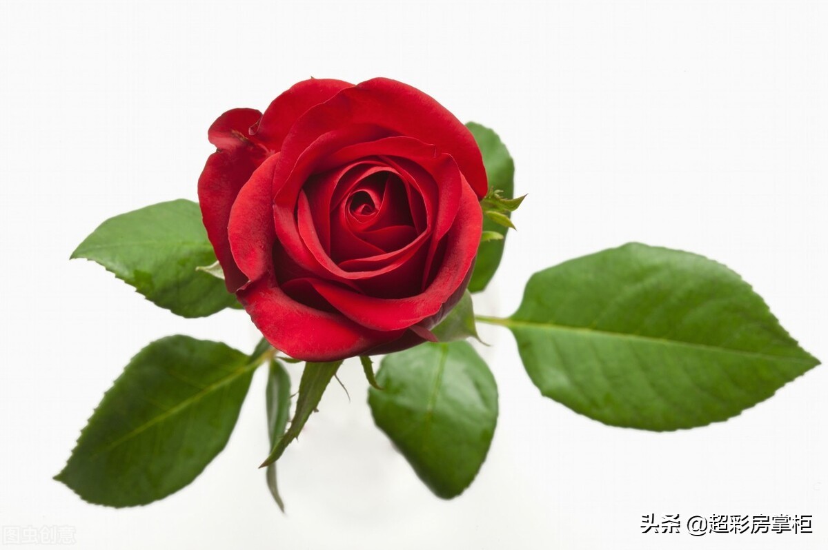 描写玫瑰花的经典诗句（玫瑰花最经典的诗句）