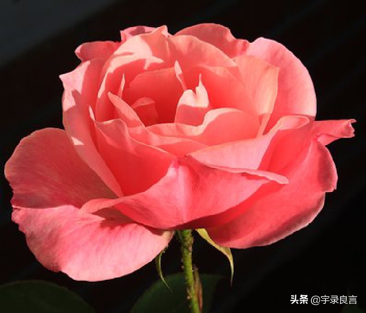 句句说到心坎上的句子（说不出的压抑和心累）