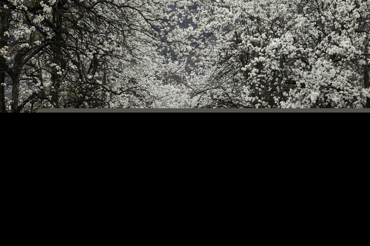 和清明节有关的诗有哪些（清明古诗全解诗意）