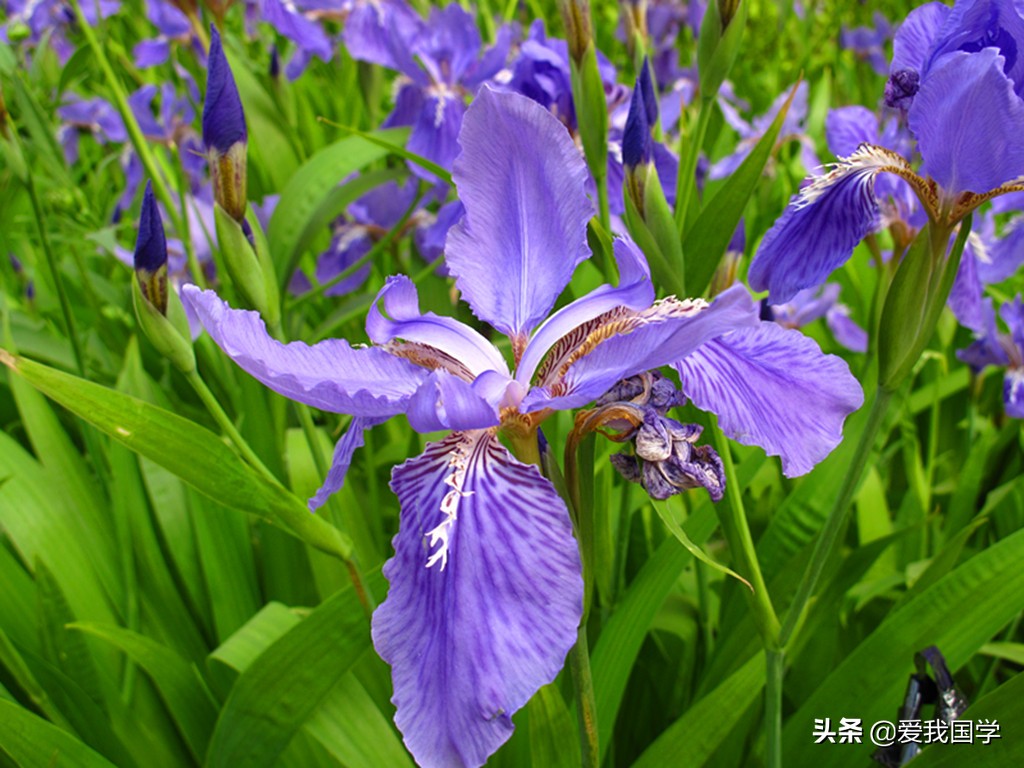 关于兰花的古诗有哪些（赞美兰花的经典诗句）