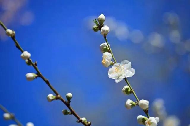 关于梅花的古诗全首诗句（描写梅花的20首古诗）