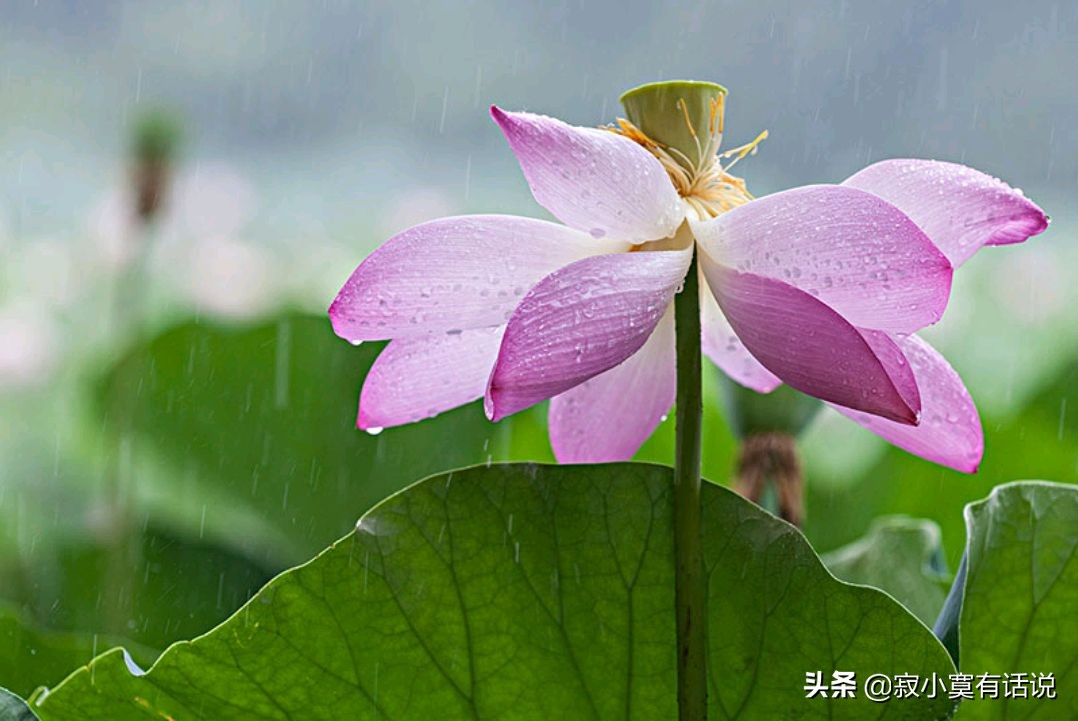 夏天的雨是什么的句子（关于夏天下雨的优美语句）