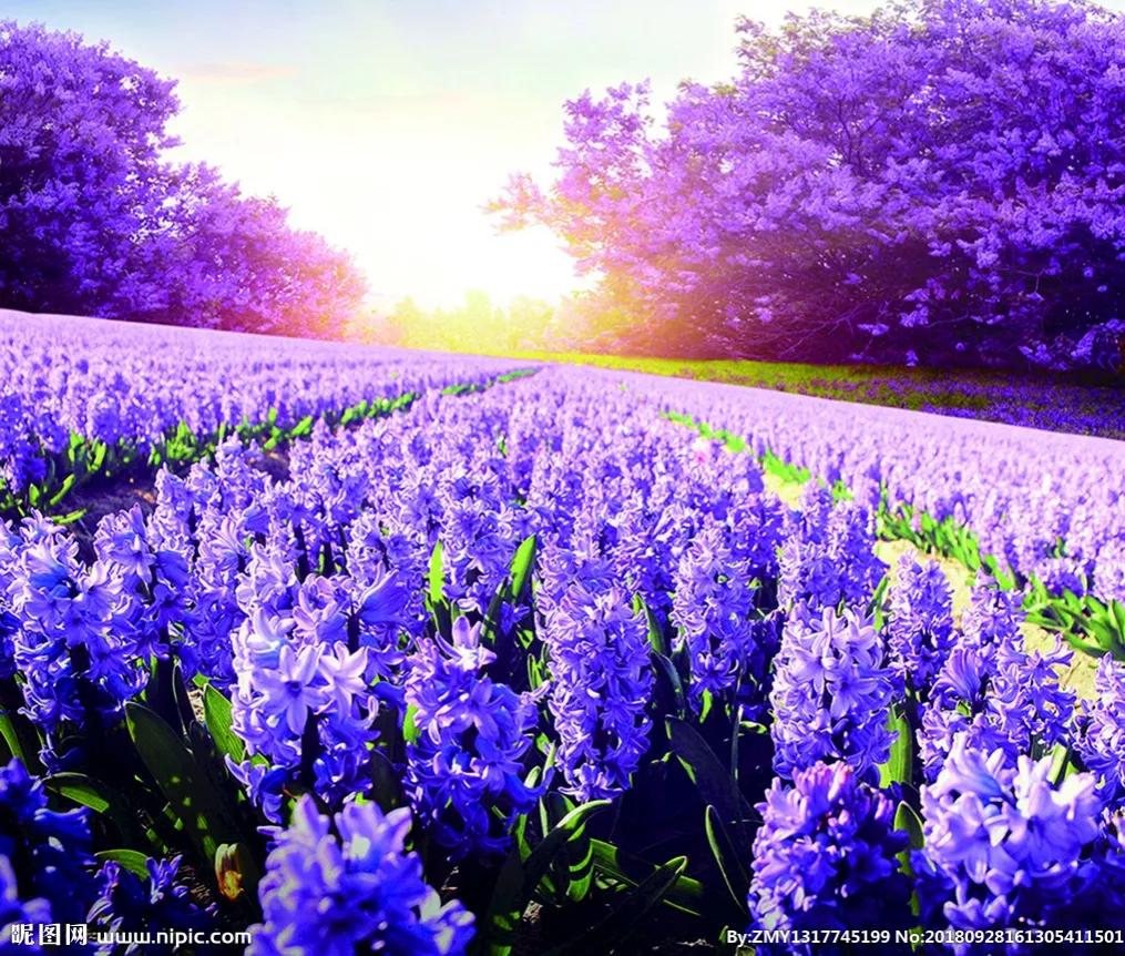 关于鲜花花语经典句子（15种常见花的花语）