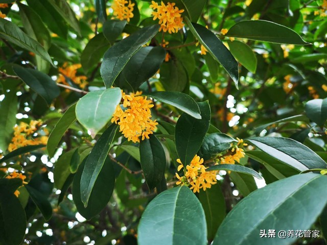 赞美桂花的古诗（关于桂花的经典名句）