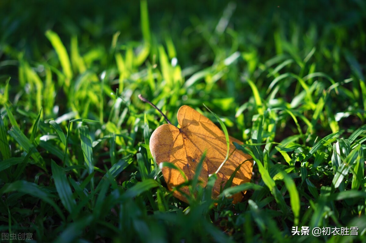 写草的诗句及赏析（有关小草的诗句）