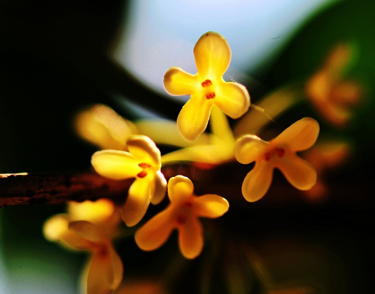 描写花的宋词大全（关于描写花的古诗词）