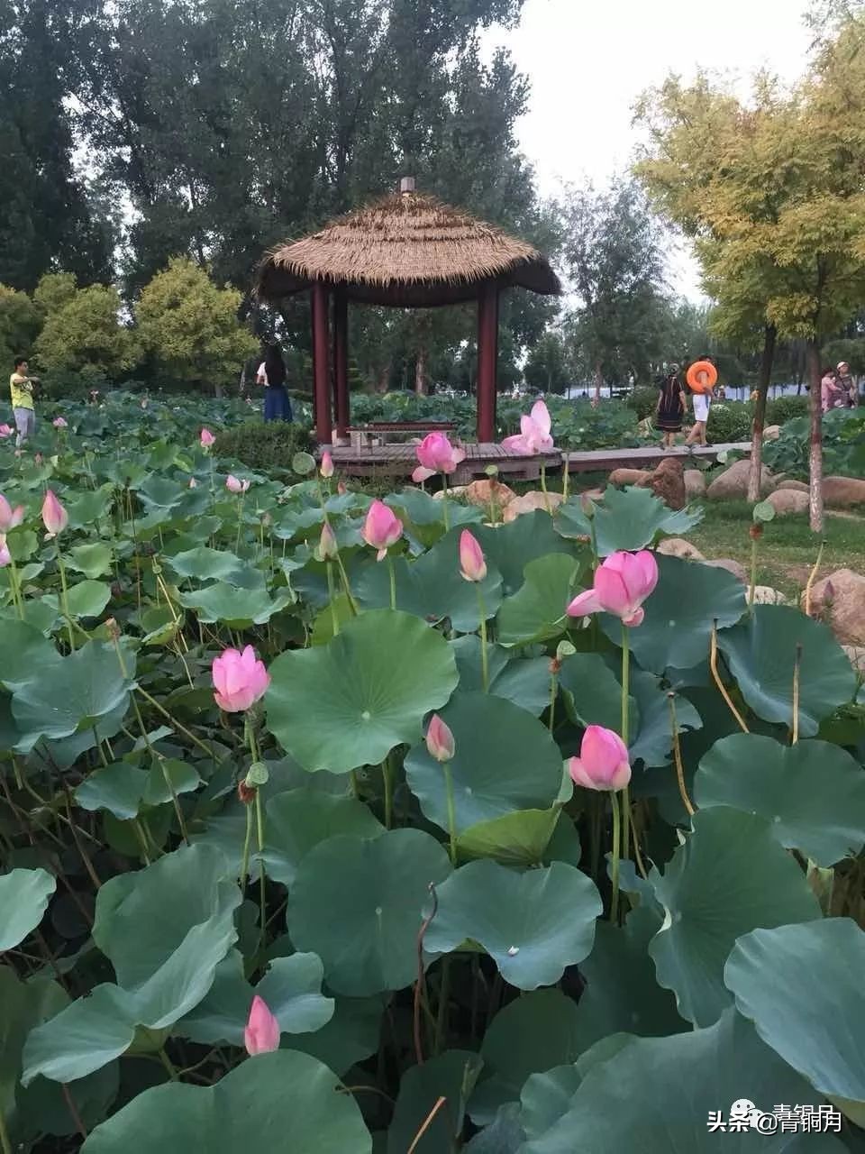 适合朗诵的诗词作品（适合新手朗诵的诗歌）