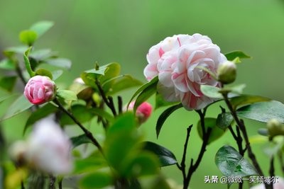 抖音励志阳光简短英语句子（适合抄写的英语美文）