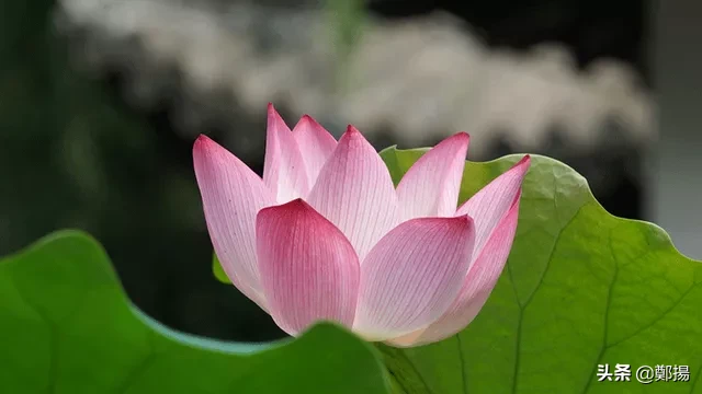 性格决定命运人生感悟（关于性格的经典语录）