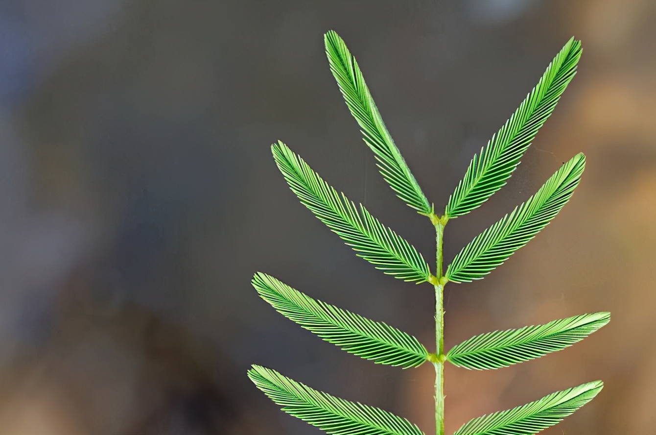 我喜欢含羞草作文300（观察含羞草的特点）