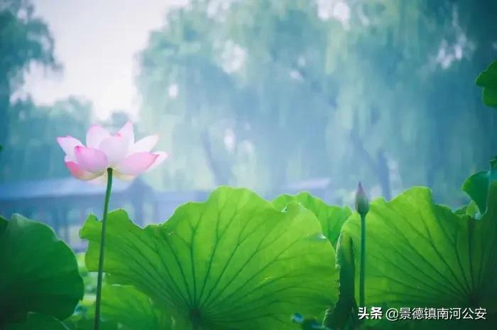 描写夏天景色的古诗有哪些（意境最美的8首夏日诗词）