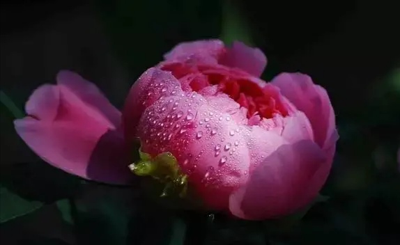 赞美牡丹的诗句现代诗（赞美牡丹的经典诗句）