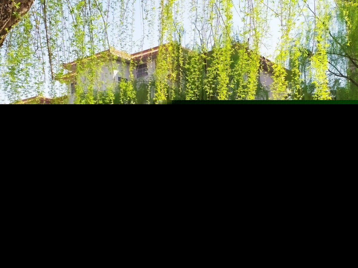 二月春风似剪刀全诗是什么（唐代贺知章的咏柳古诗赏析）