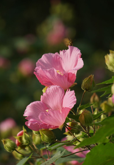 关于芙蓉的诗句古诗（芙蓉花最有名的诗句）