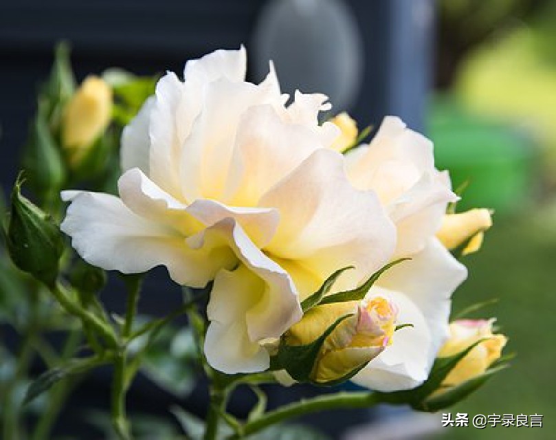 句句说到心坎上的句子（说不出的压抑和心累）