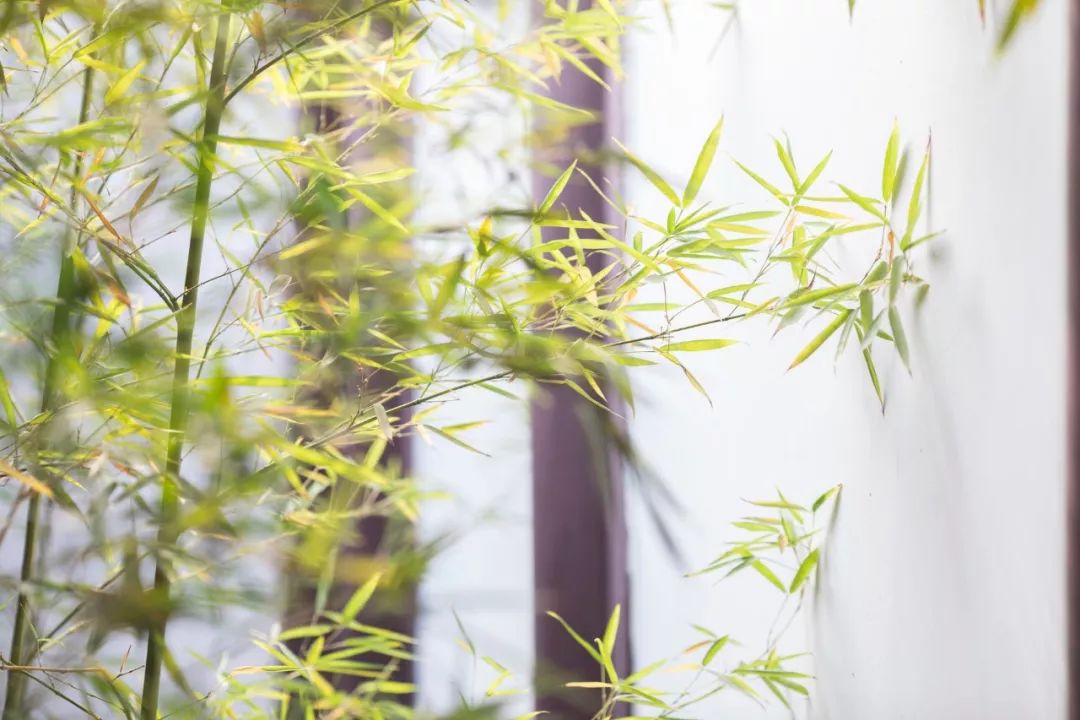 描写竹子的优美句子(赞美竹子的古诗词大全）