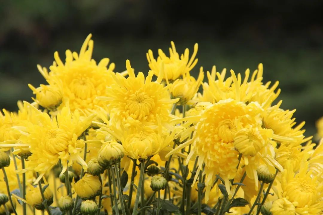 关于菊花的诗句古诗大全（诗中含有菊花的诗句）