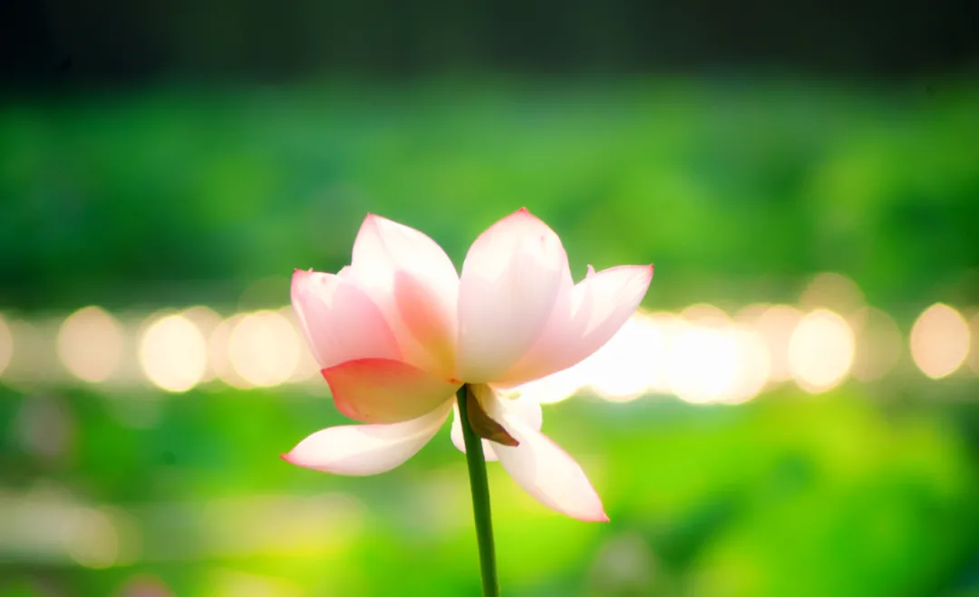 关于荷花的诗句古诗（莲花最有禅意的句子）
