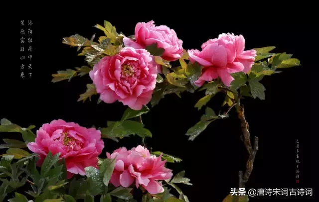 描写牡丹花的优美句子（描写洋牡丹的优美句子）