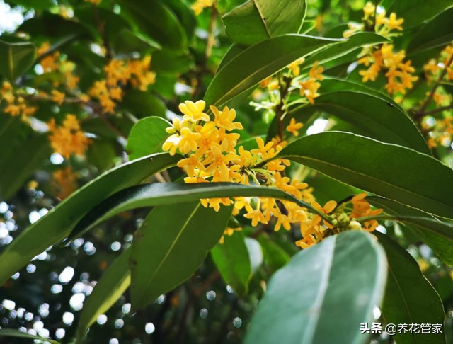 赞美桂花的古诗（关于桂花的经典名句）