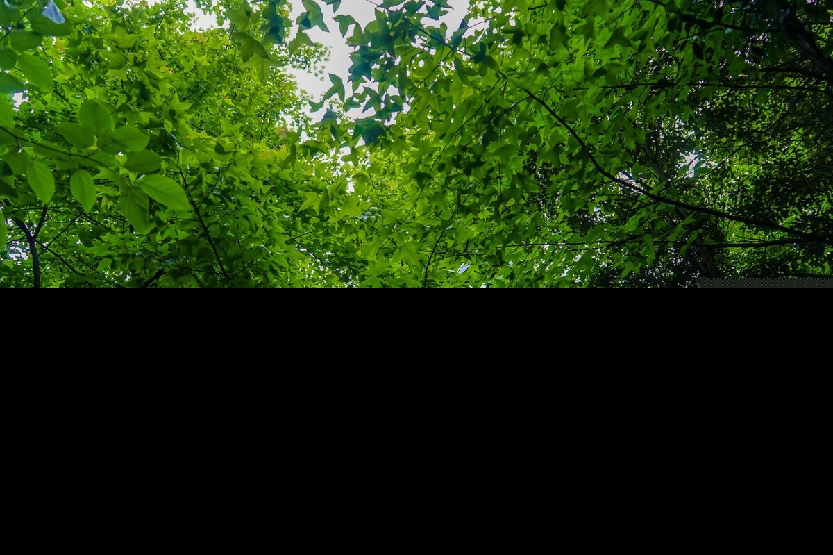 大自然空气清新的句子（感受大自然的新鲜空气）