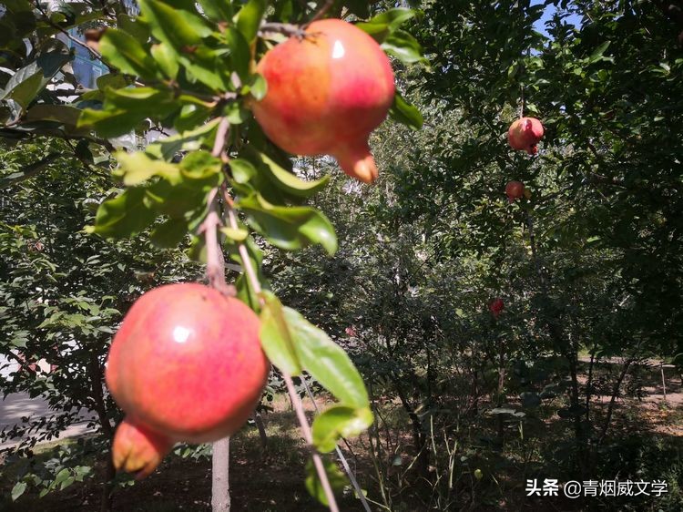 关于歌颂校园的诗歌（写一首赞美校园的诗歌）