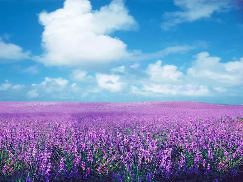 关于鲜花花语经典句子（15种常见花的花语）