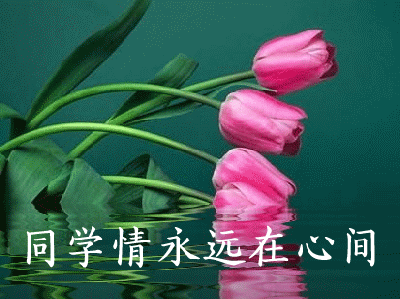 表达同学情谊的经典句子（同学情感语录短句）