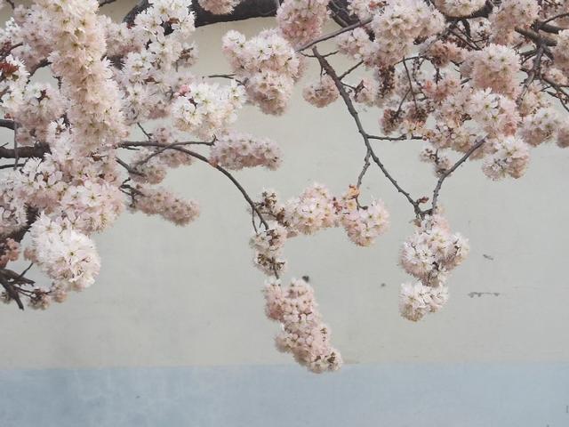 诗经2首原文及翻译（诗经2首古今异义）