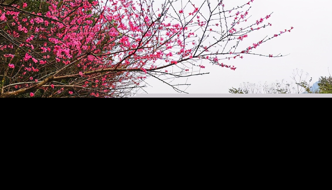 带桃花的诗句有哪些（描写桃花的优美诗词）
