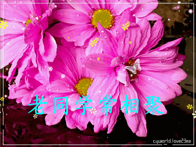 表达同学情谊的经典句子（同学情感语录短句）