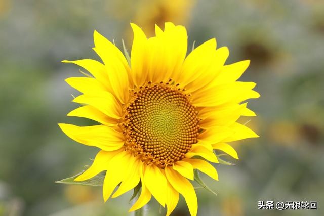 向日葵诗句赏析（形容向日葵的诗句及赏析）