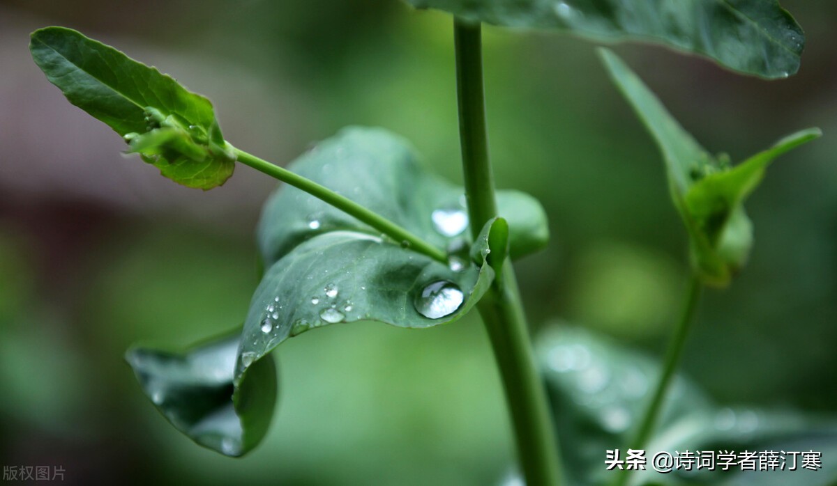 带春字的诗句有哪些（盘点含有春字的诗句）
