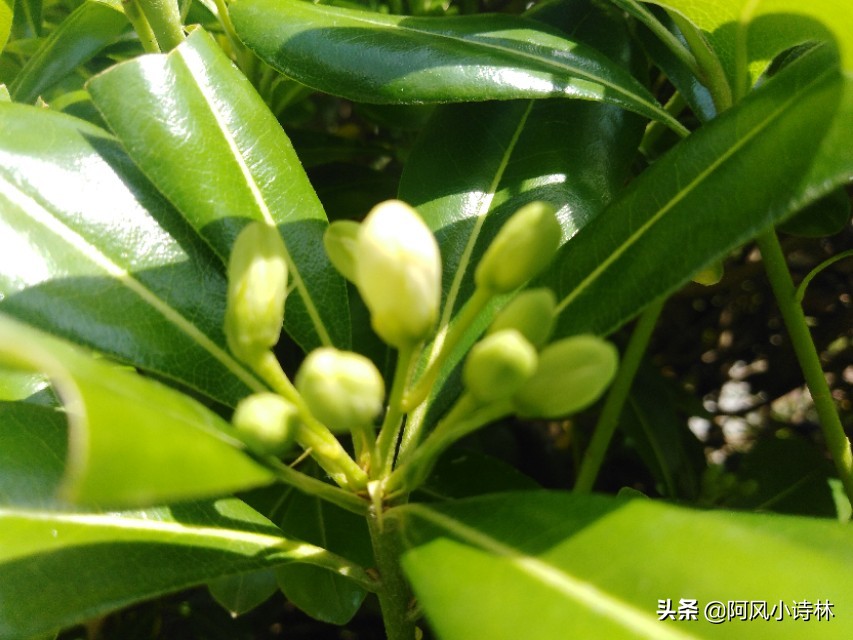 关于春天的现代诗简短（描写春天的现代短诗）