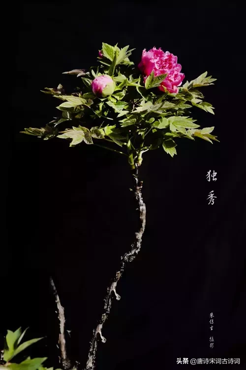 描写牡丹花的优美句子（描写洋牡丹的优美句子）