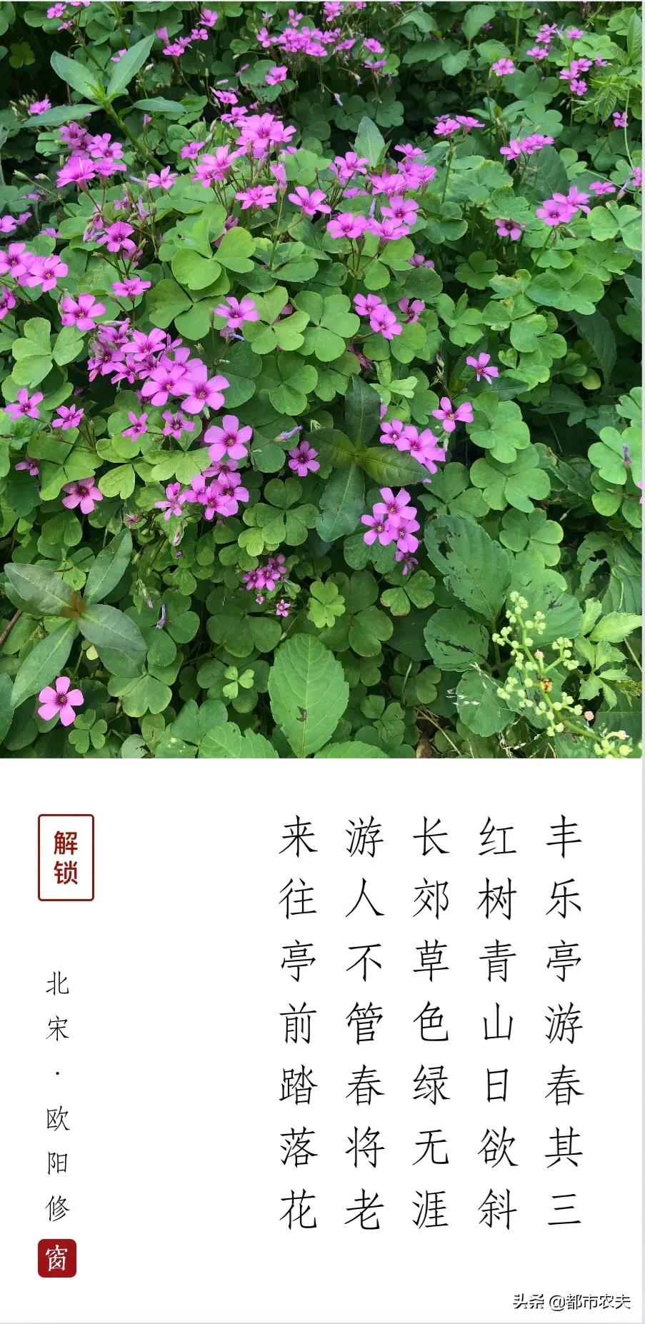 丰乐亭游春其三赏析（丰乐亭游春翻译和原文）