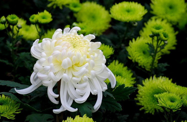 赞美菊花的诗句有哪些（诗人赞美菊花的诗句）