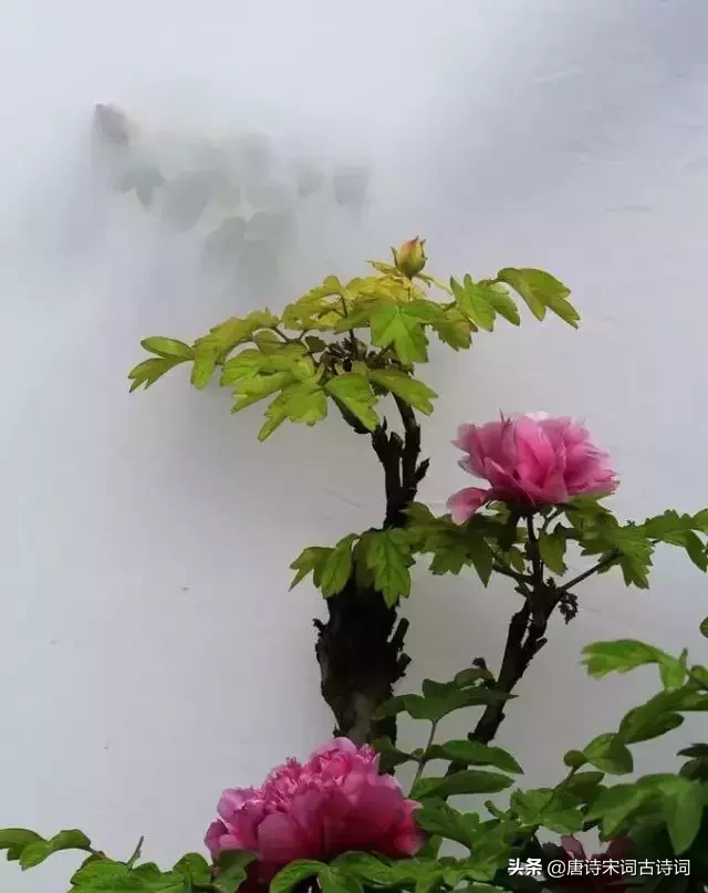 描写牡丹花的优美句子（描写洋牡丹的优美句子）