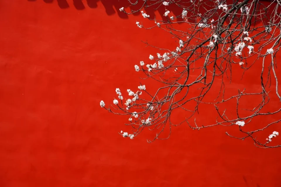 杏花的诗句有哪些（描写杏花的古诗句）