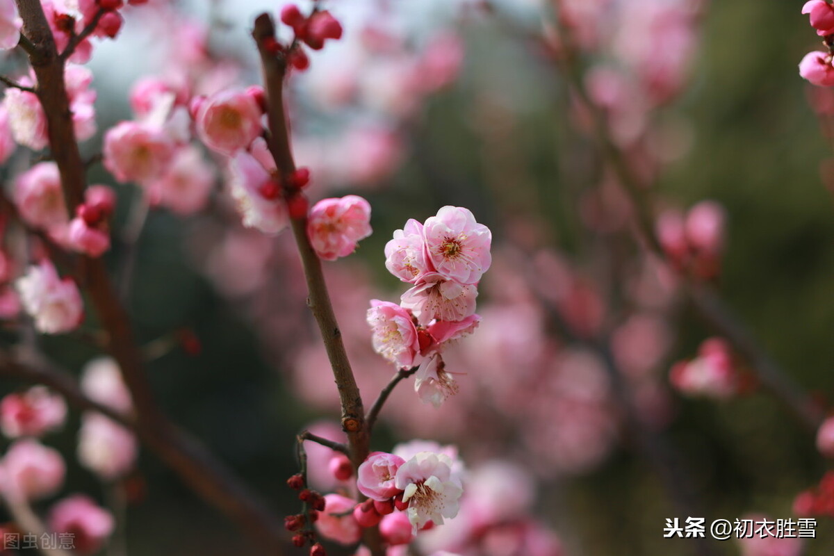苏曼殊本事诗解释（苏曼殊的诗词）