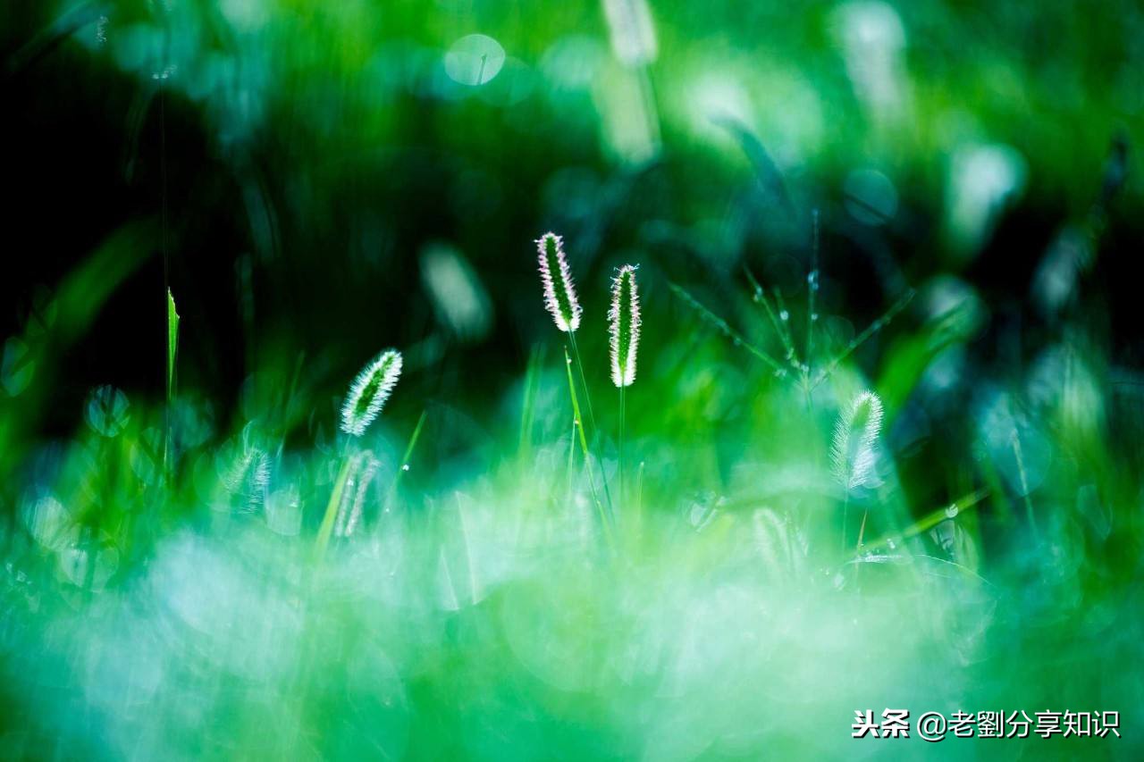 描写下雨的词语和句子（关于下雨的优美句子大全）