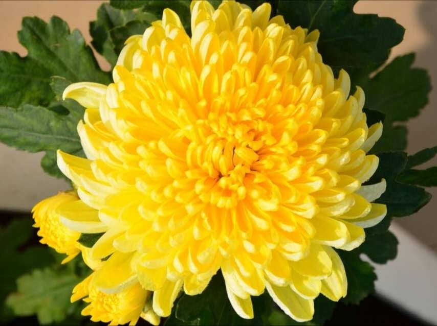 经典秋菊古诗五言（关于菊花的五言绝句）