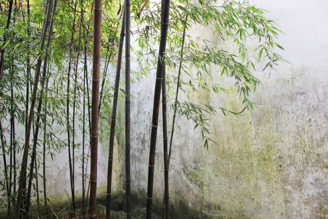 描写夏日的诗句是什么（形容夏天的唯美诗词）