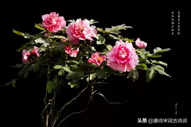 描写牡丹花的优美句子（描写洋牡丹的优美句子）