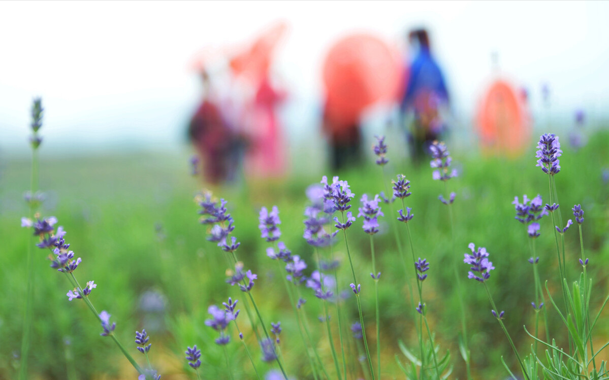 清明节美文欣赏（描写清明节的散文随笔）